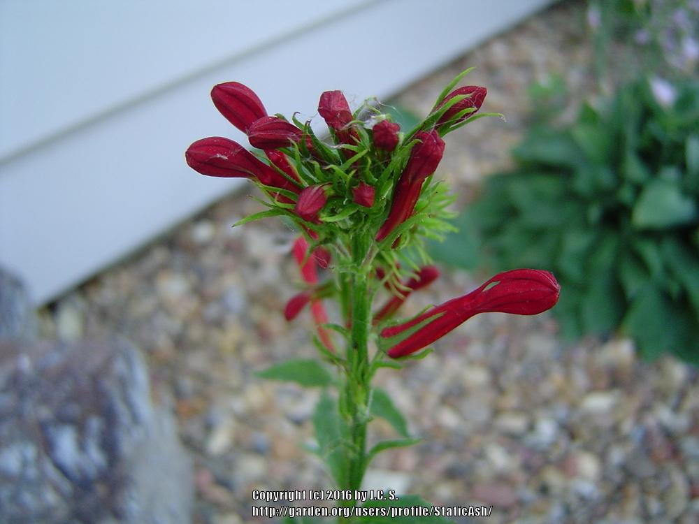 Photo of Cardinal Flower (Lobelia cardinalis) uploaded by StaticAsh