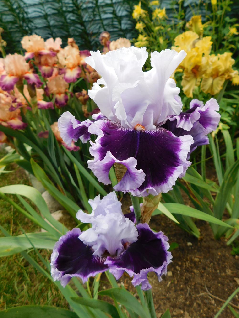 Photo of Tall Bearded Iris (Iris 'Daring Deception') uploaded by bramedog