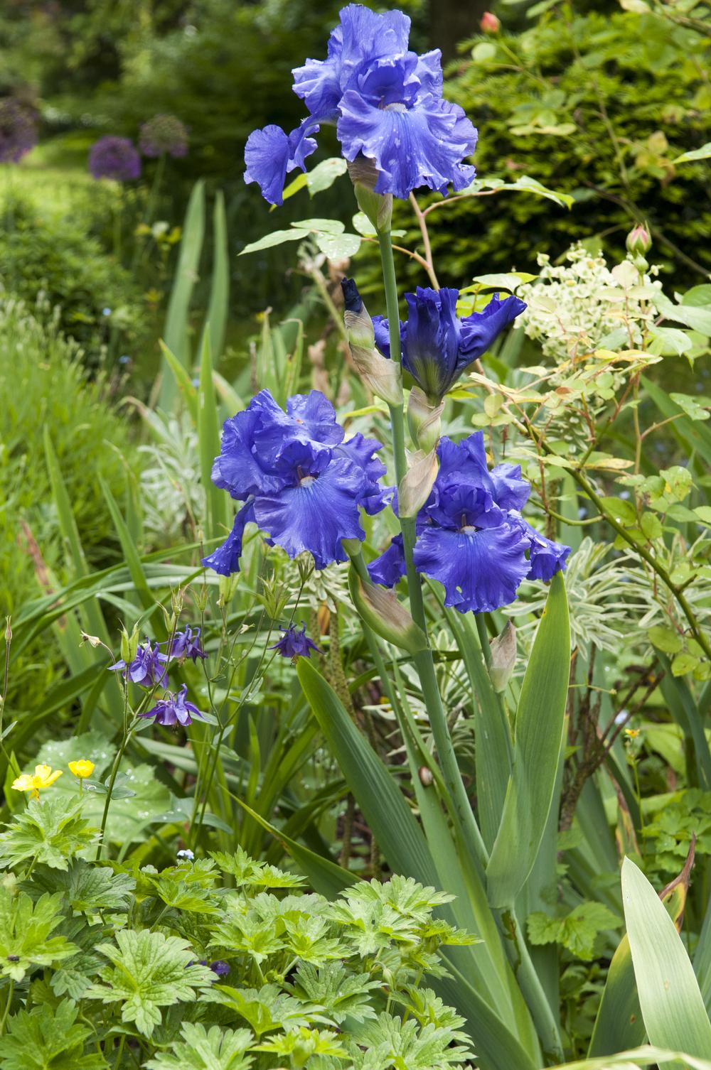 Photo of Tall Bearded Iris (Iris 'Blue Suede Shoes') uploaded by cliftoncat