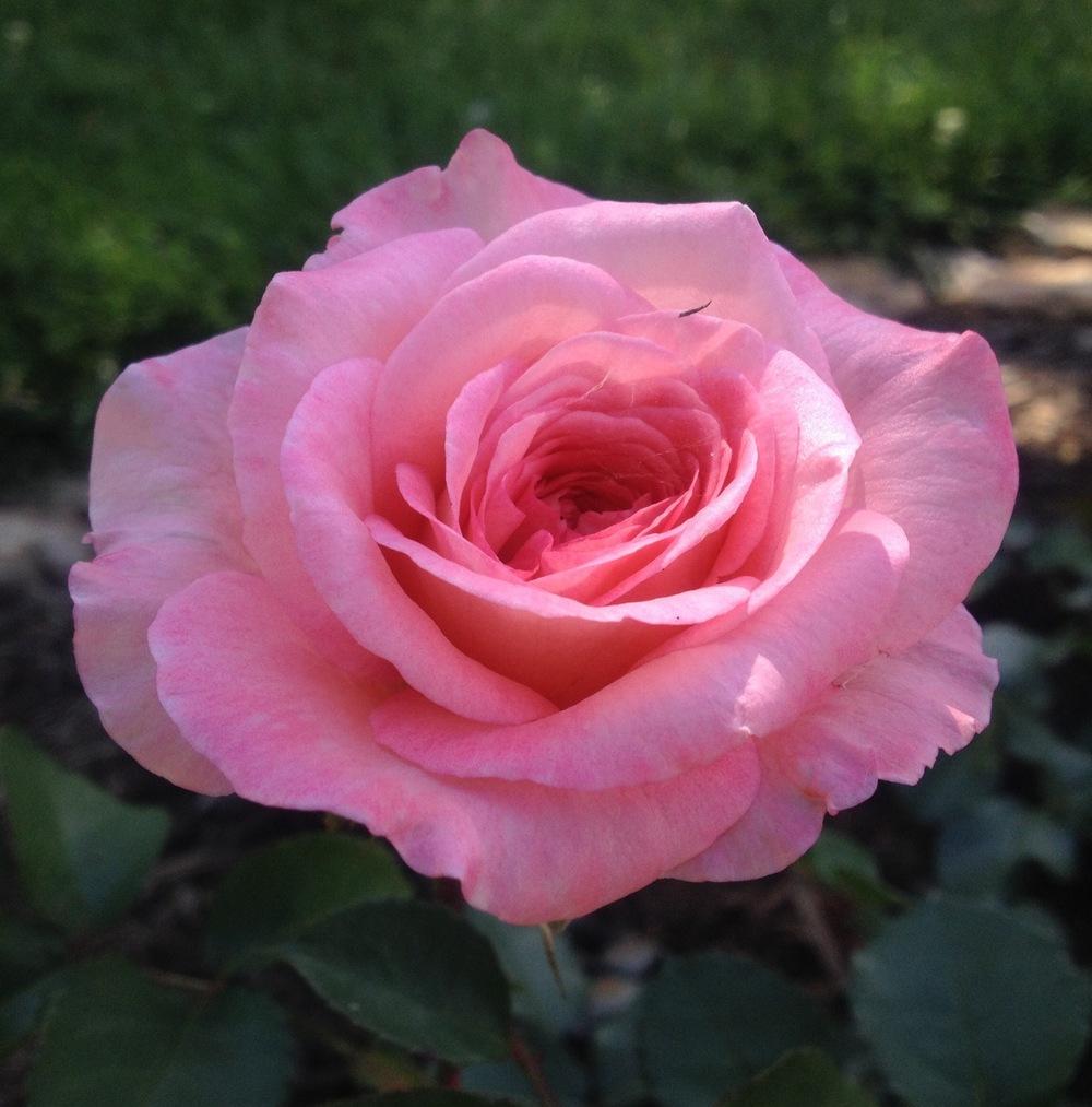 Photo of Rose (Rosa 'Savannah') uploaded by csandt