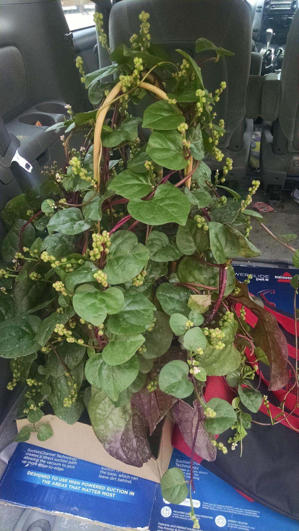 Photo of Malabar Spinach (Basella alba 'Rubra') uploaded by robynanne