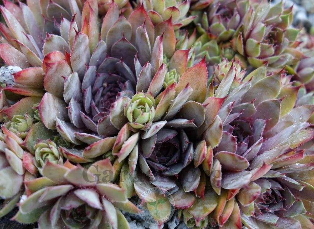 Photo of Hen and Chicks (Sempervivum 'Temby') uploaded by springcolor