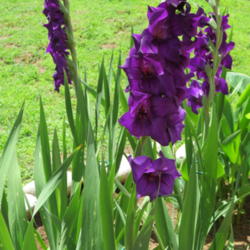 Location: Oklahoma City, OK - my backyard
Date: 2016-06-04
Dark purple gladiolus