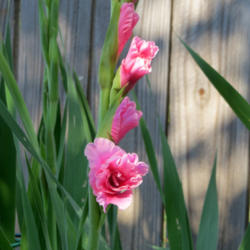 Location: Oklahoma City, OK - my backyard
Date: 2016-06-10
Pink ruffled gladiolus