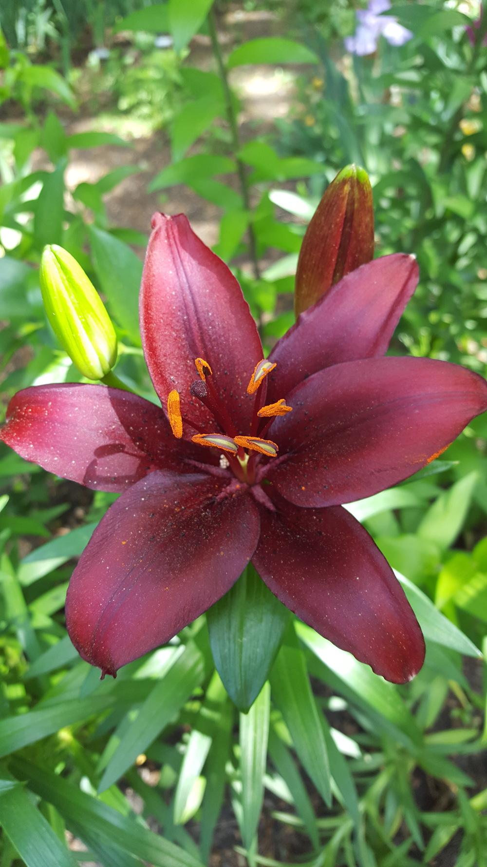Photo of Lily (Lilium 'Red Alert') uploaded by Dachsylady86