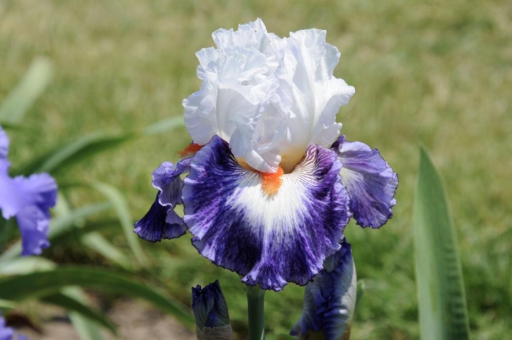 Photo of Tall Bearded Iris (Iris 'Gypsy Lord') uploaded by Islandview