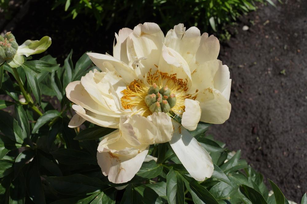 Photo of Peony (Paeonia 'Coral Sunset') uploaded by NMay
