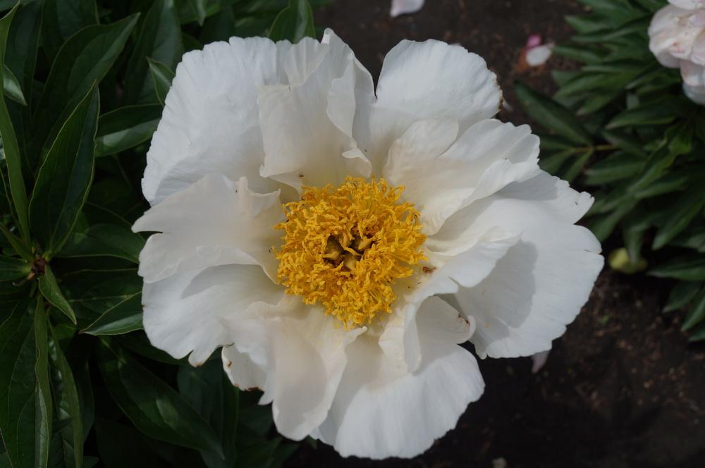 Photo of Peony (Paeonia lactiflora 'Krinkled White') uploaded by NMay
