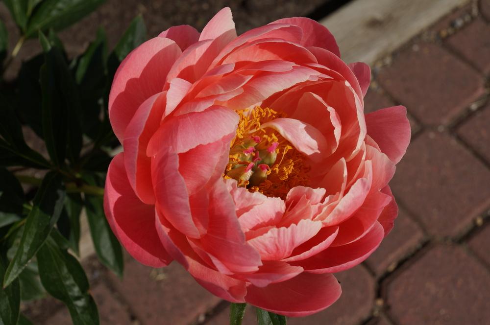 Photo of Garden Peony (Paeonia 'Coral Charm') uploaded by NMay