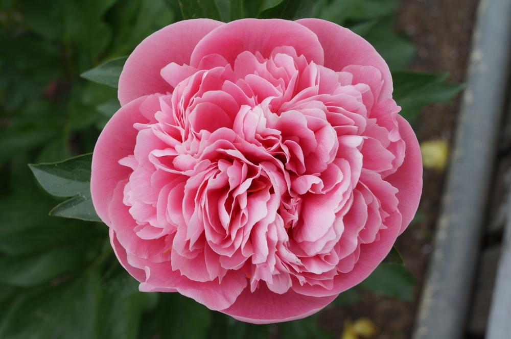 Photo of Garden Peony (Paeonia 'Etched Salmon') uploaded by NMay