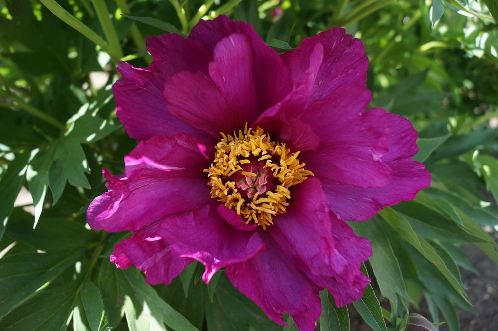 Photo of Itoh Peony (Paeonia 'Morning Lilac') uploaded by NMay
