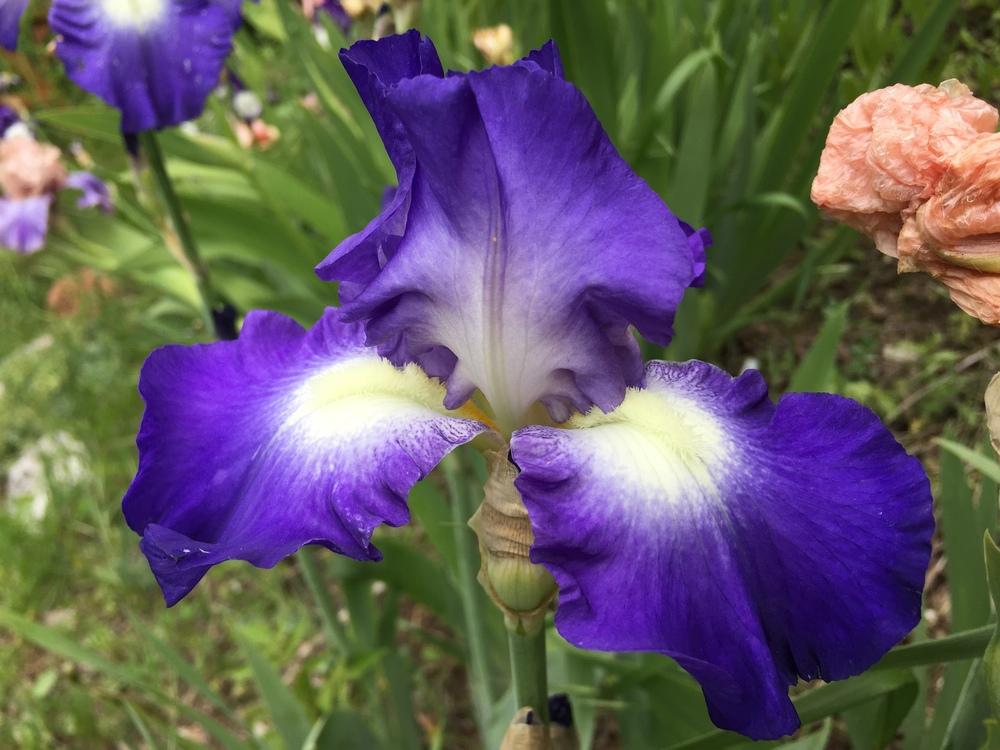 Photo of Tall Bearded Iris (Iris 'City Lights') uploaded by SpringGreenThumb