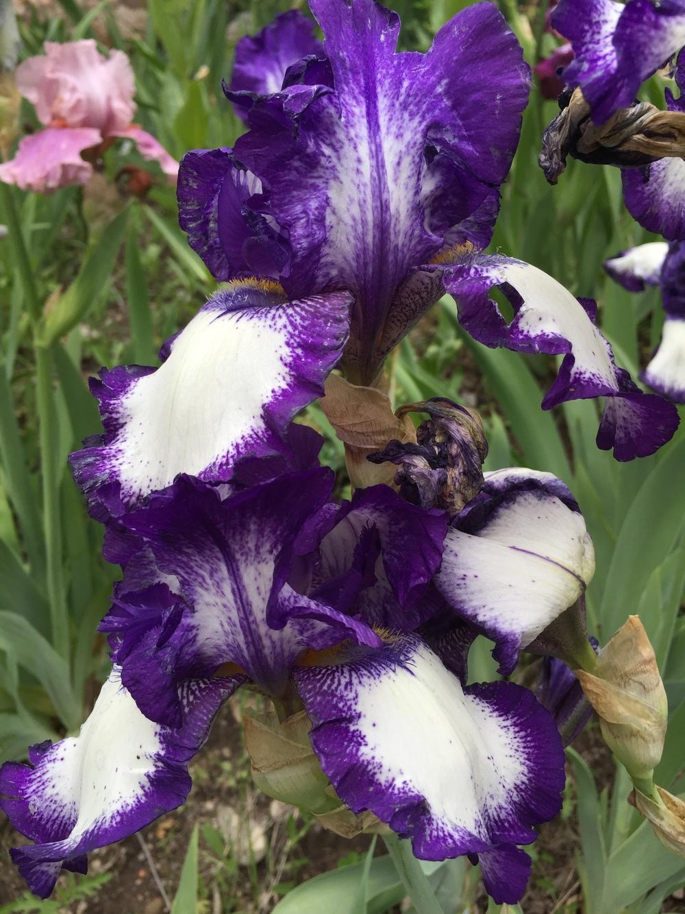 Photo of Tall Bearded Iris (Iris 'Stepping Out') uploaded by SpringGreenThumb