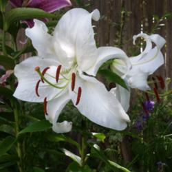 Location: My Garden in Fort Worth, TX
Date: 2016-06-15
one of my favorite Lily !