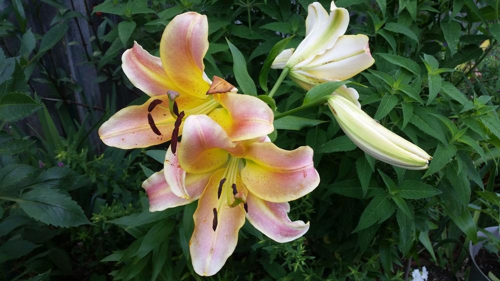 Photo of Lily (Lilium 'On Stage') uploaded by javaMom