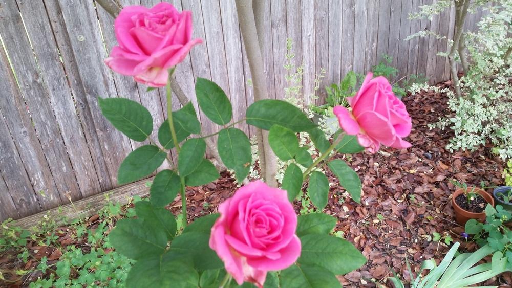 Photo of Rose (Rosa 'Pink Peace') uploaded by javaMom