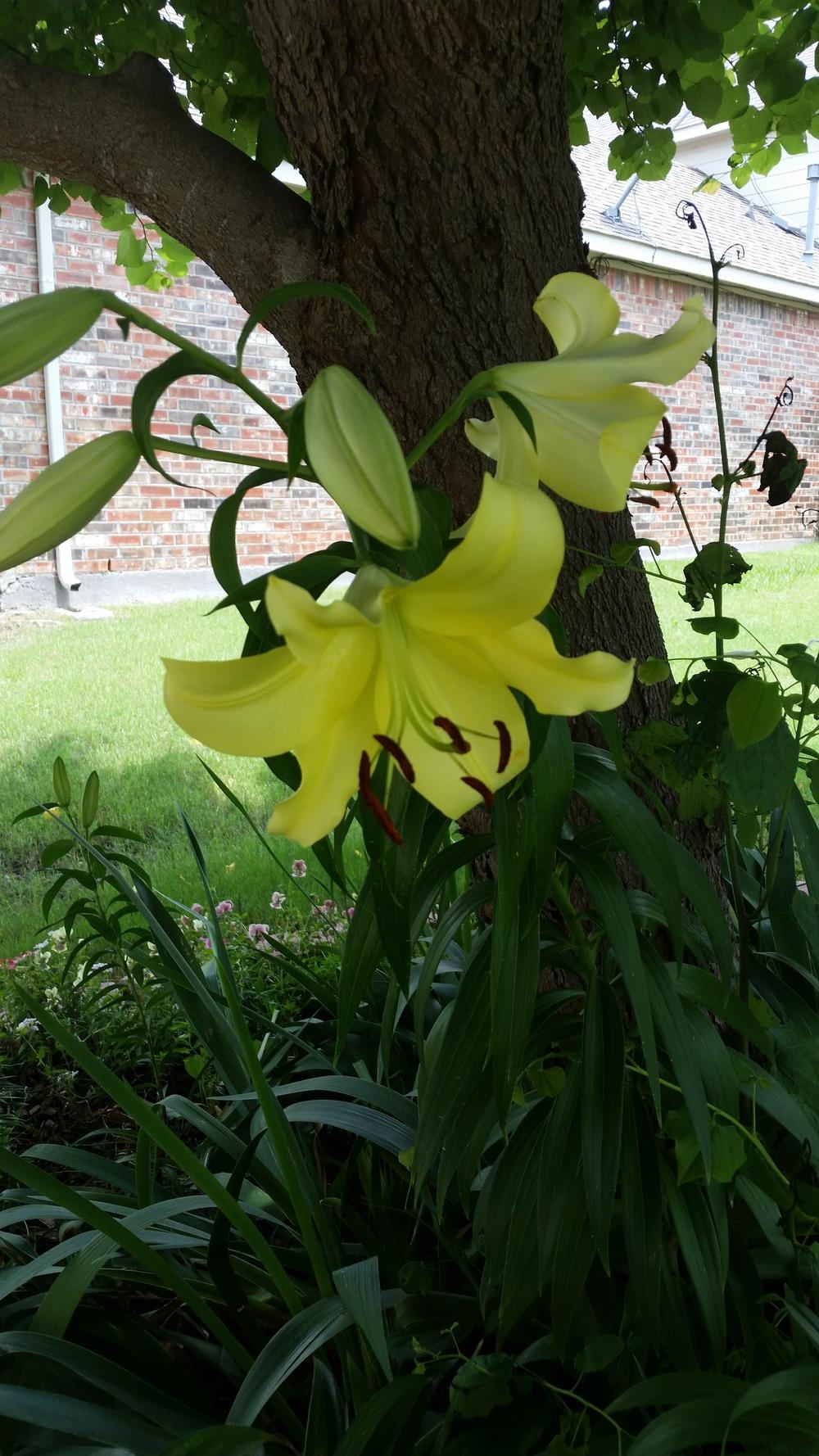 Photo of Lily (Lilium 'Conca d'Or') uploaded by javaMom