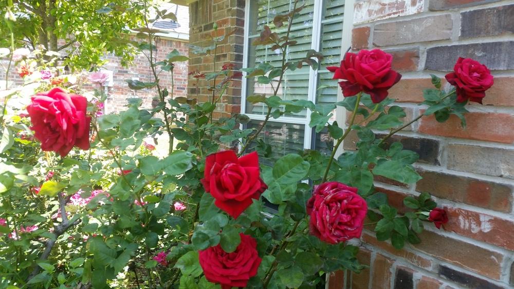 Photo of Hybrid Tea Rose (Rosa 'Mister Lincoln') uploaded by javaMom