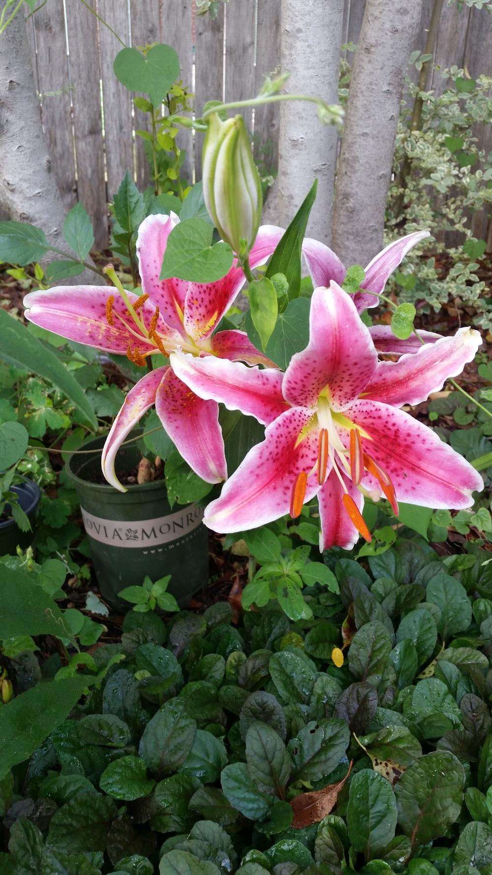 Photo of Oriental Lily (Lilium 'Star Gazer') uploaded by javaMom