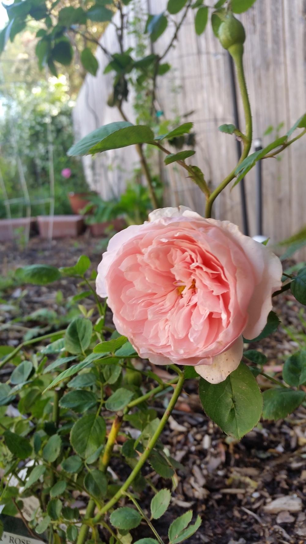 Photo of Rose (Rosa 'Alnwick Castle') uploaded by javaMom