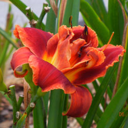 Location: Lewisville, AR (zone 8a)
Date: 2016-06-15
Hemerocallis 'Fires of Fuji'. The word 'fire' is a very apt descr