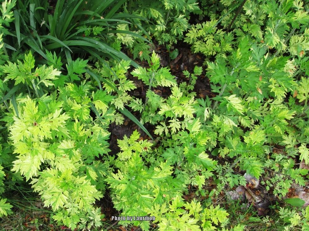 Photo of Variegated Mugwort (Artemisia vulgaris Oriental Limelight) uploaded by lauribob