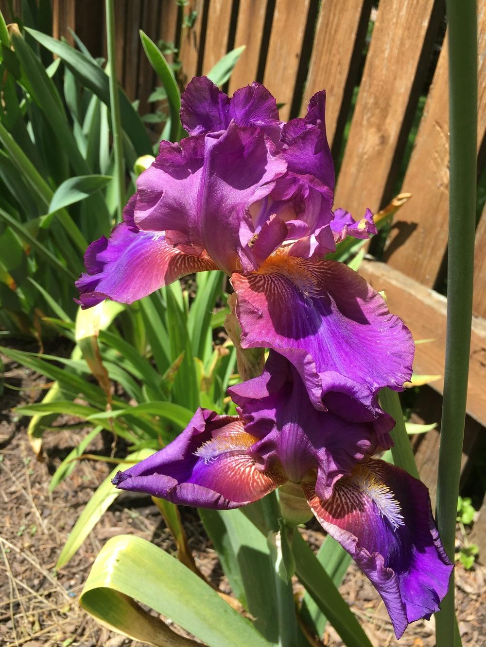 Photo of Tall Bearded Iris (Iris 'Mescalero Chief') uploaded by ljb5966