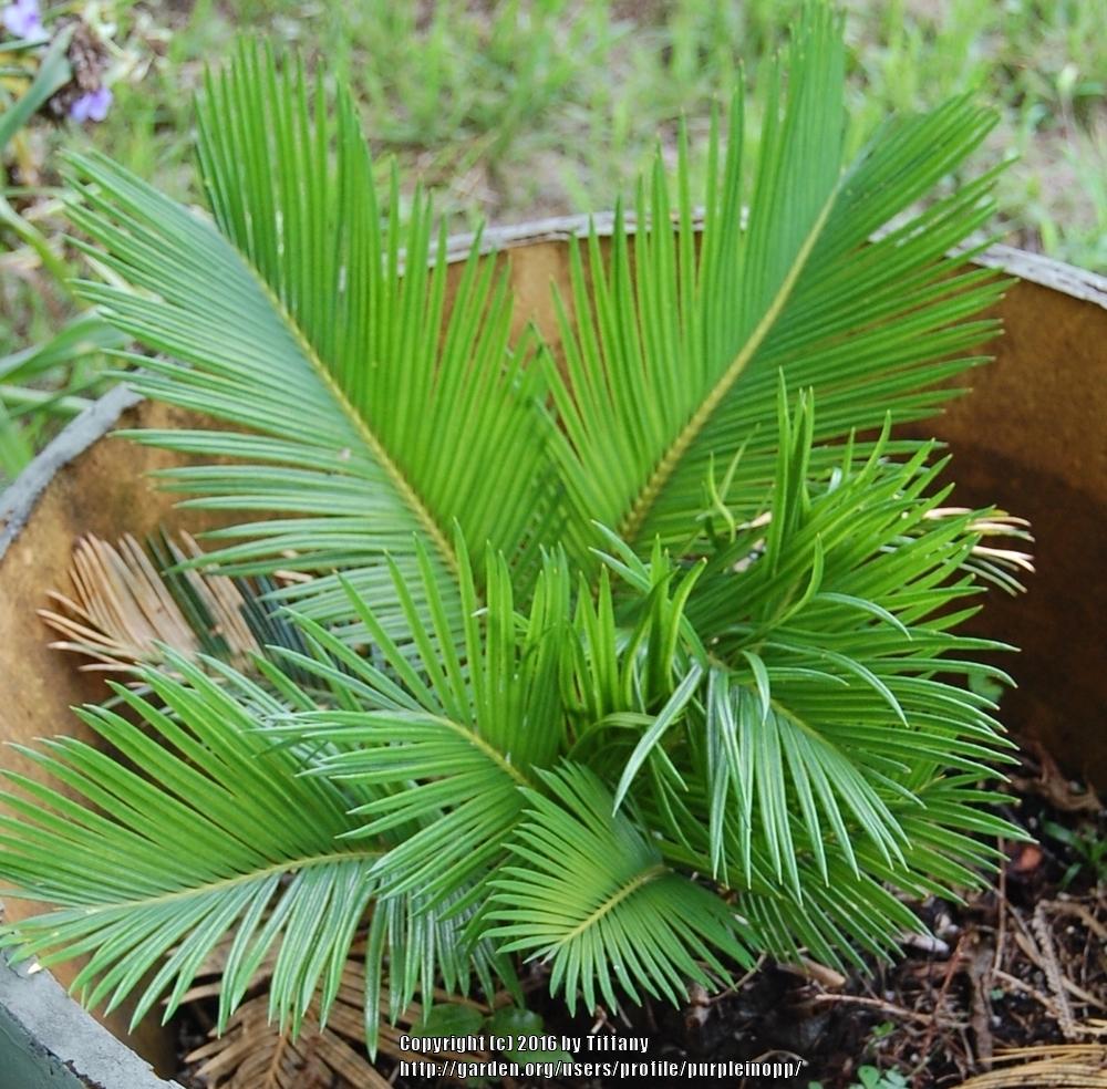 Photo of Sago Palm (Cycas revoluta) uploaded by purpleinopp