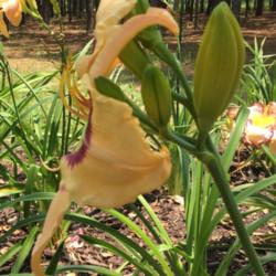 Location: My garden in Warrenville, SC
Date: 2016-06-14
Very flat blooms on rebloom scapes