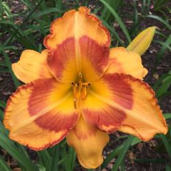 Location: My garden in Warrenville, SC
Date: 2016-06-13
Perfect blooms & reblooms here in SC