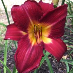 Location: My garden in Warrenville, SC
Date: 2016-06-13
One of my favorite reds!