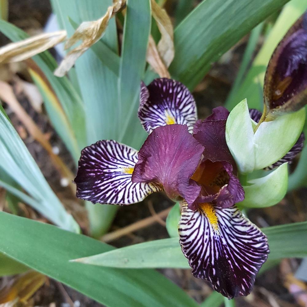 Photo of Miniature Tall Bearded Iris (Iris 'Rayos Adentro') uploaded by Dachsylady86
