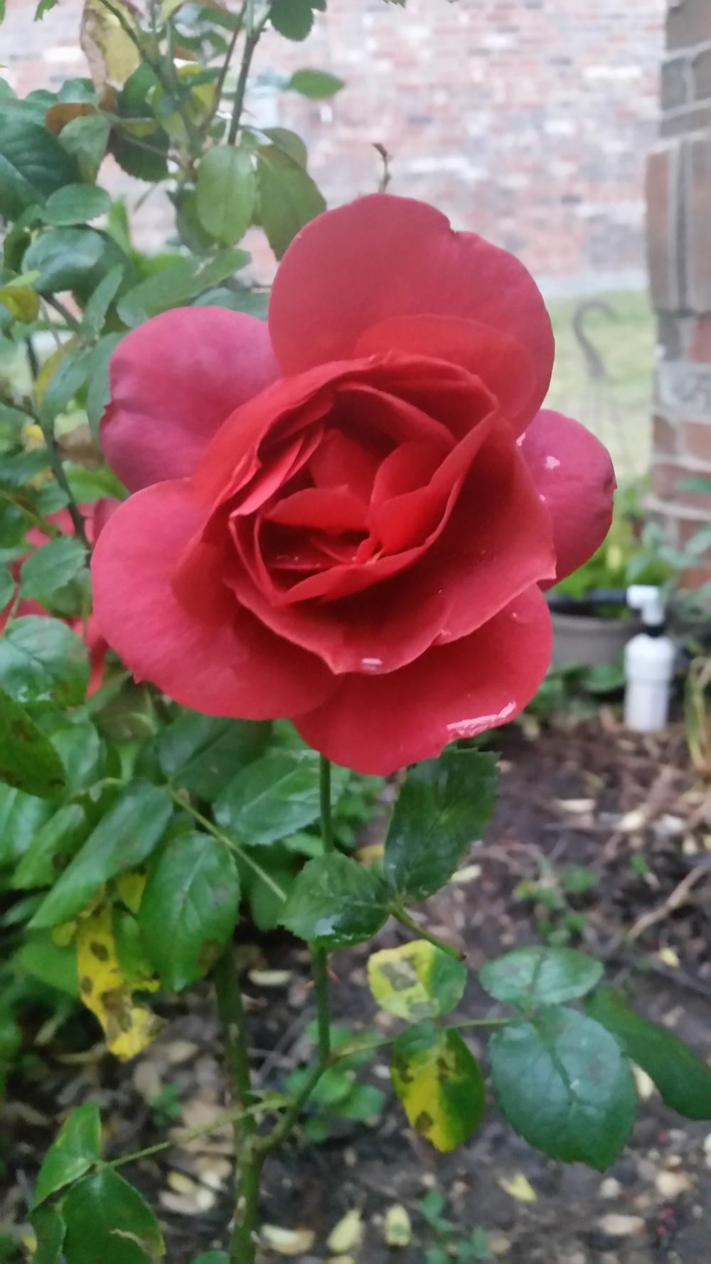 Photo of Rose (Rosa 'Hot Cocoa') uploaded by javaMom