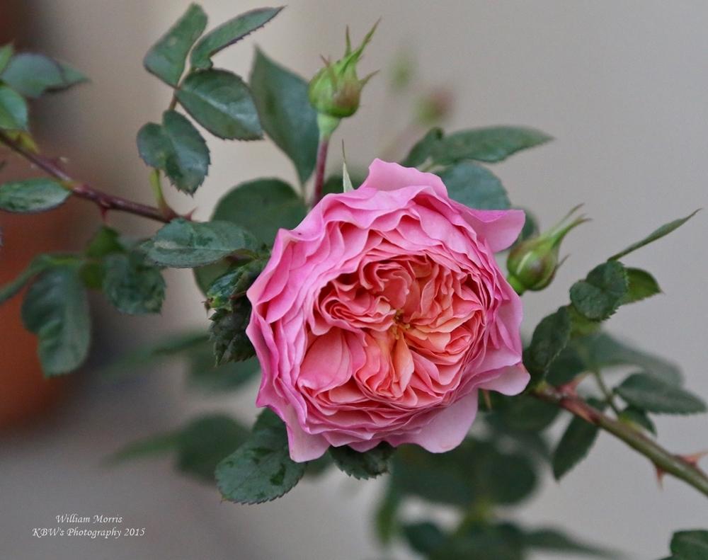 Photo of English Shrub Rose (Rosa 'William Morris') uploaded by kbw664