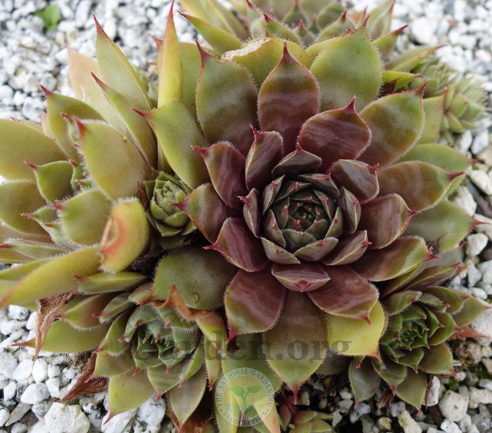 Photo of Hen and Chicks (Sempervivum 'Serapis') uploaded by springcolor