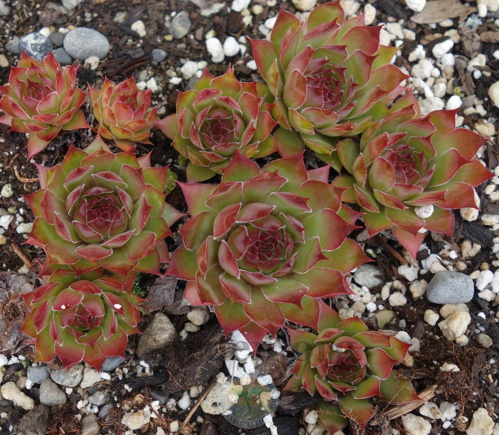 Photo of Hen and Chicks (Sempervivum 'Gipsy') uploaded by springcolor