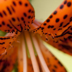 Location: Alabama Gulf Coast (z8b)
Date: June
Close-up of the barb-like texture on the tiger lily's petals.