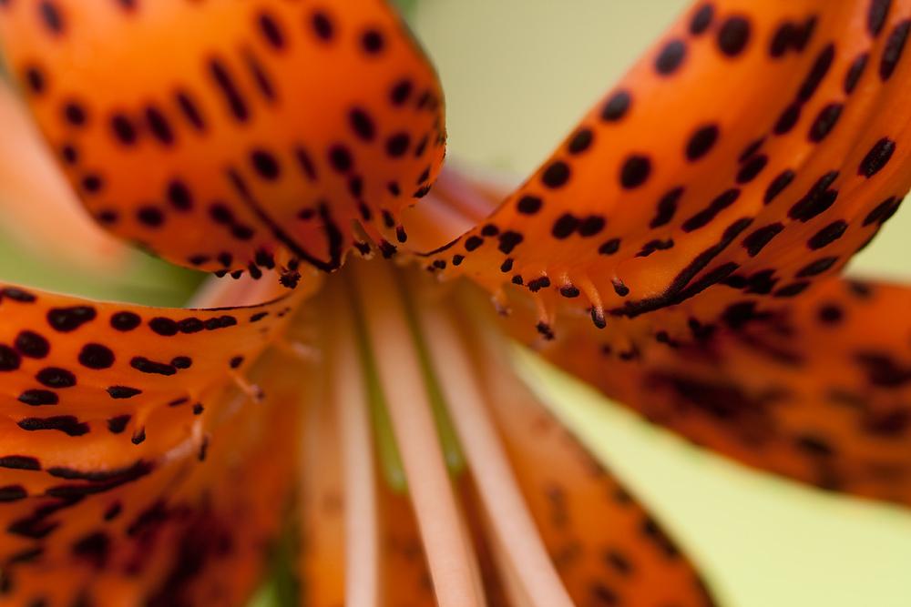 Photo of Tiger Lily (Lilium lancifolium) uploaded by MossyOwls