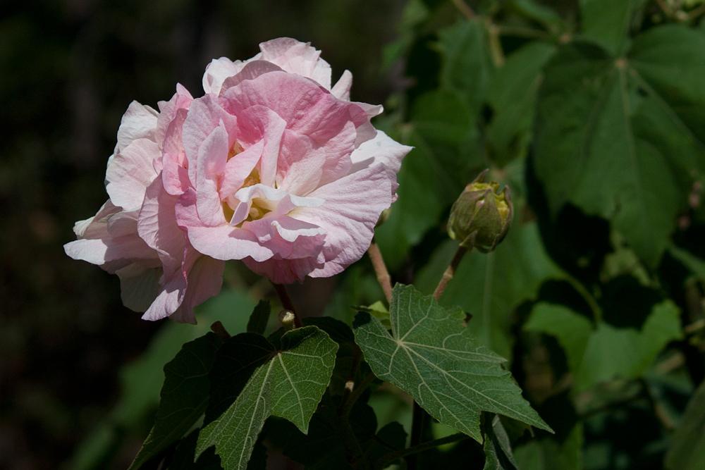 Photo of Confederate Rose (Hibiscus mutabilis) uploaded by MossyOwls