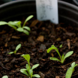 Location: Alabama Gulf Coast (z8b)
Date: March
Blanket flower is easily grown from seed.  These young plants cam