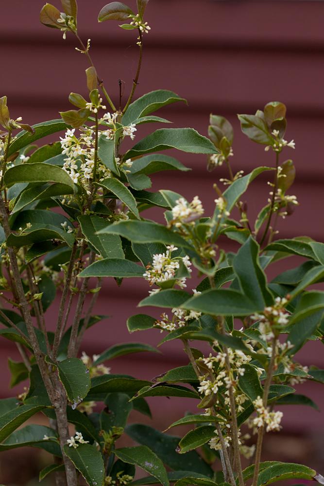 Photo of Tea Olive (Osmanthus fragrans) uploaded by MossyOwls