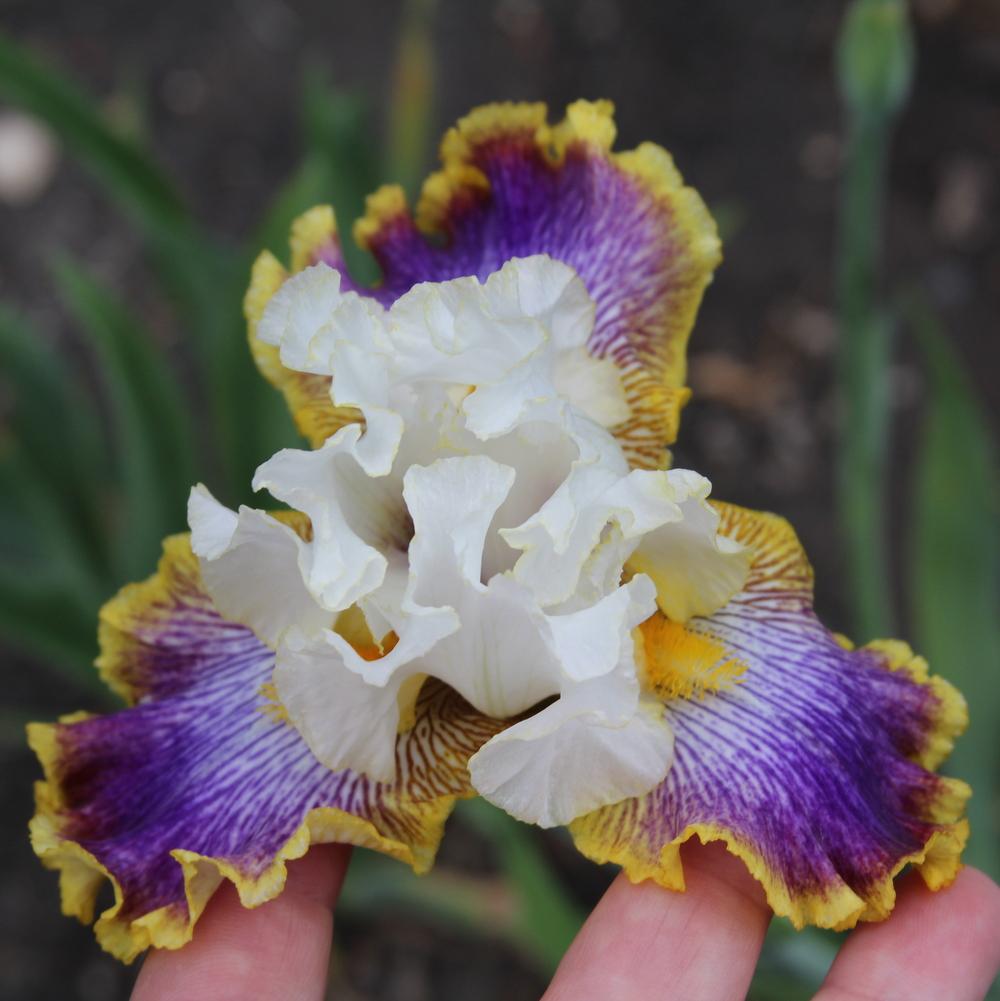Photo of Tall Bearded Iris (Iris 'Patchwork Puzzle') uploaded by bratwithcat