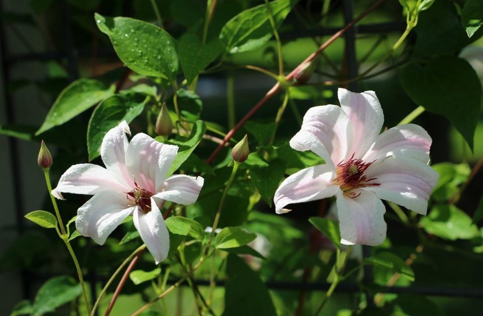 Photo of Clematis (Clematis texensis Princess Kate™) uploaded by skylark