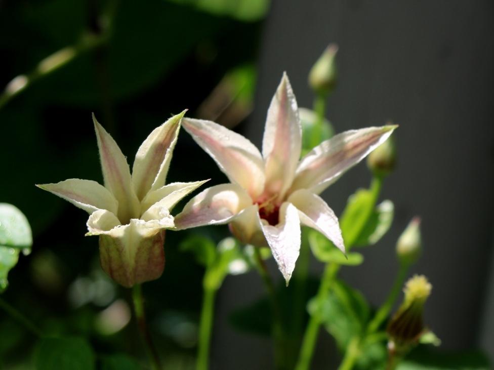 Photo of Clematis (Clematis texensis Princess Kate™) uploaded by skylark