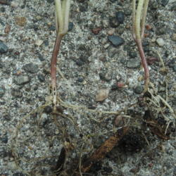 Location: Minneapolis, Minnesota
Date: 2016-06-15
Roots of two seedlings with rhizome (thickened stem) developing