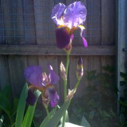 Location: Hobart, Tasmania
Date: November 2015
Tall Bearded Iris "Alcazar"