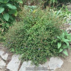 Location: Work Project Administration Rock Garden, Sacramento CA.
Date: 2016-06-17
Zone 9b. Nice mature example just starting to bloom.