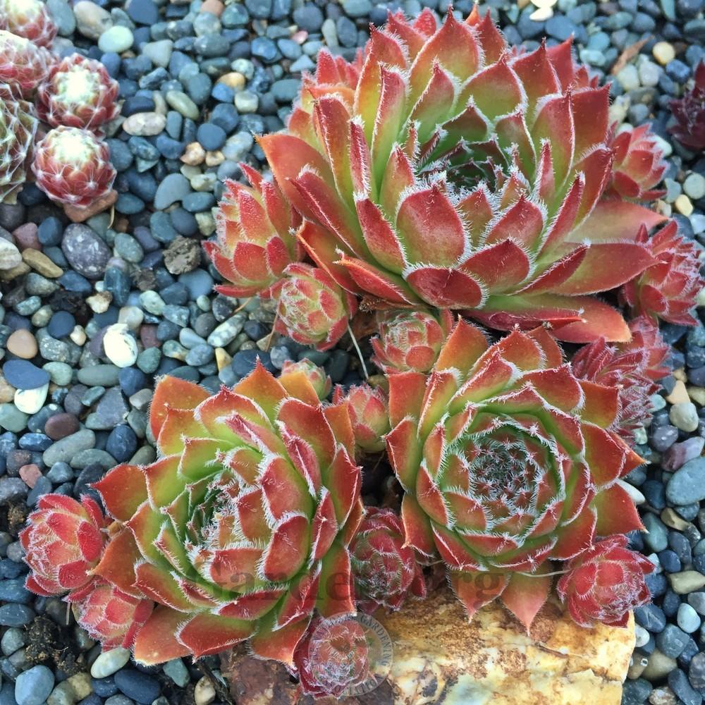 Photo of Hen and Chick (Sempervivum 'Viola') uploaded by Patty