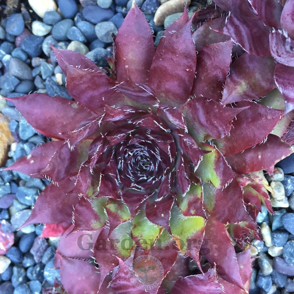 Photo of Hen and Chicks (Sempervivum 'Nachtmelodie') uploaded by Patty