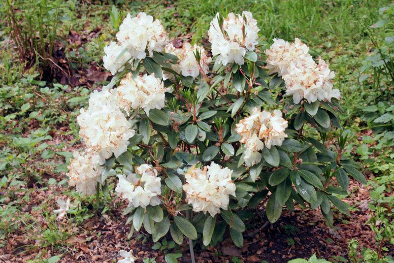 Photo of Rhododendron 'Unique' uploaded by RuuddeBlock